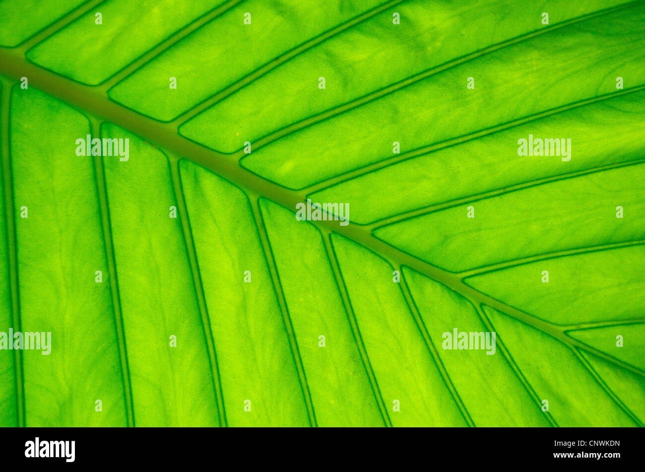 Texture of a green leaf as background Stock Photo