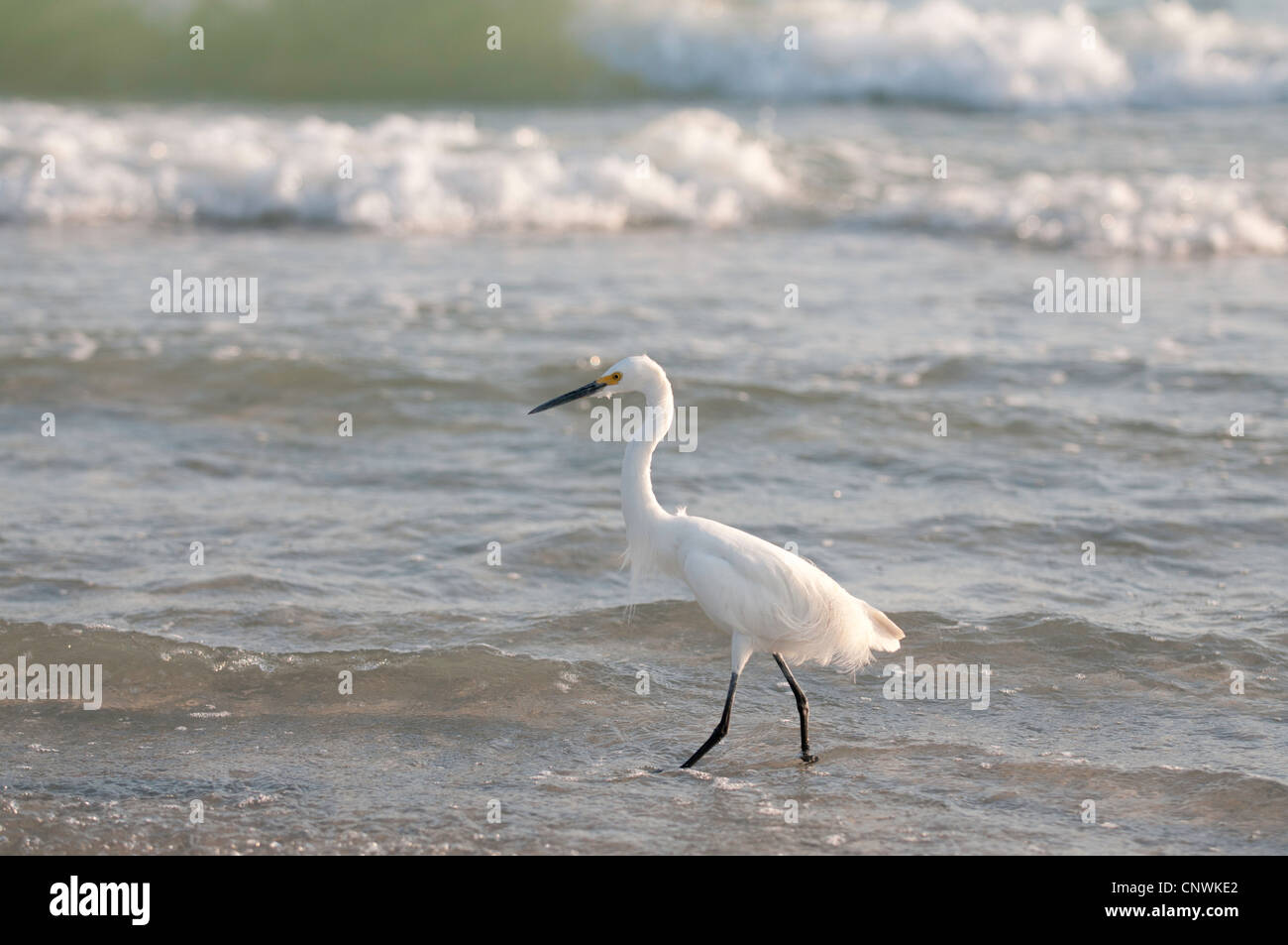 Snowy Egret walking in the surf Stock Photo