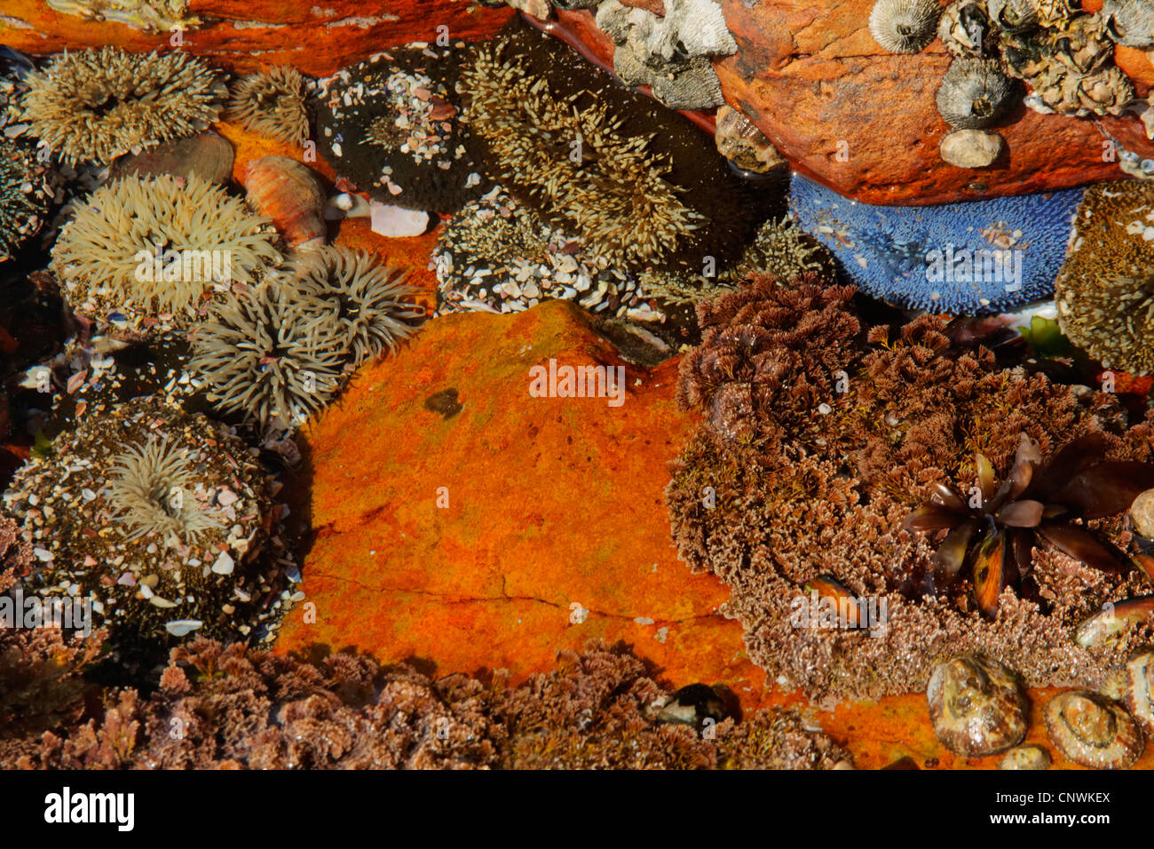 sea anemones (Actiniaria), colourful underwater world with sea anemones, shells and, South Africa, Western Cape, Robberg Nature Reserve, Plettenberg Bay Stock Photo