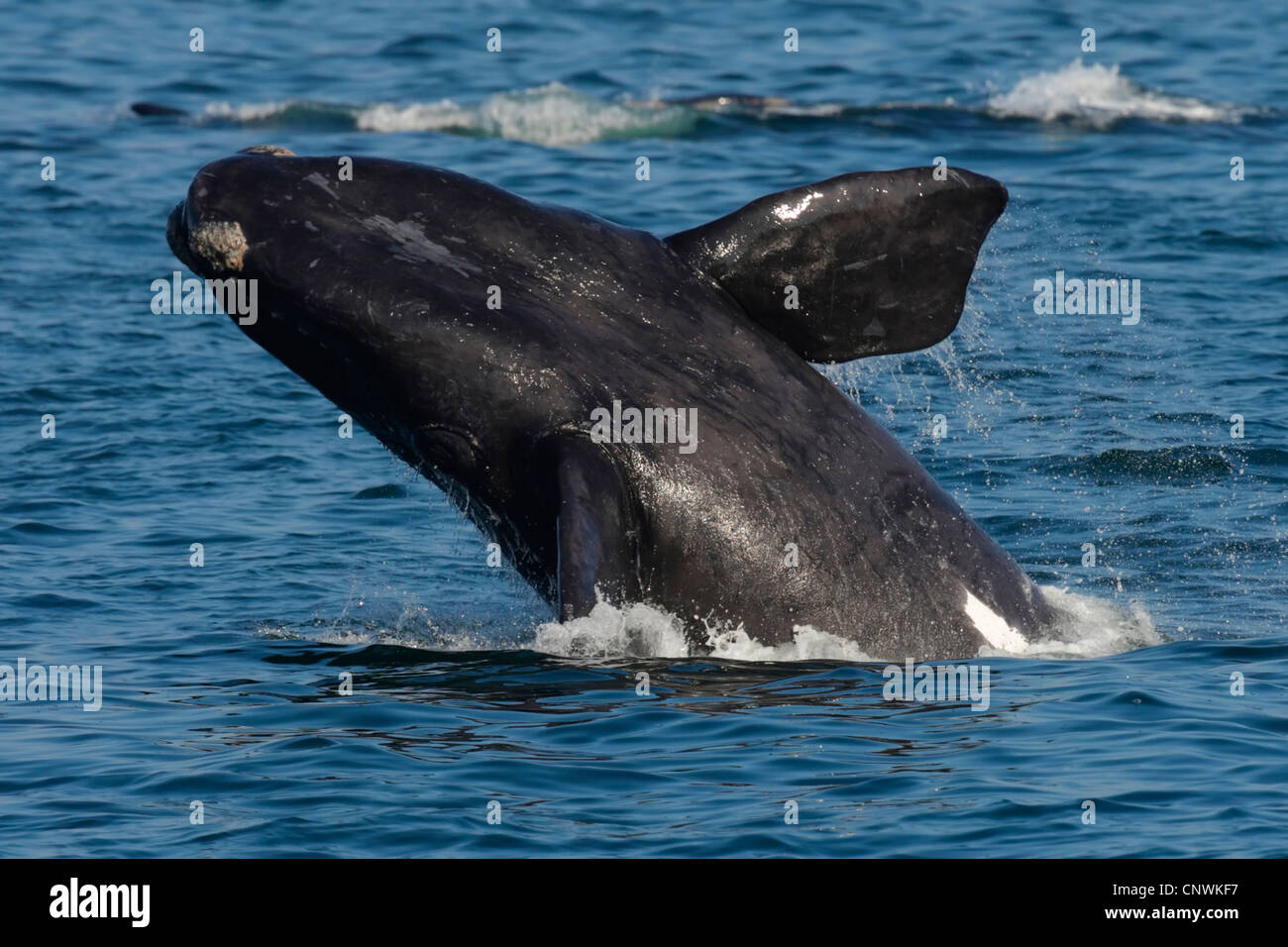 southern right whale (Eubalaena australis, Balaena glacialis australis), jumping out of the water, South Africa, Western Cape Stock Photo