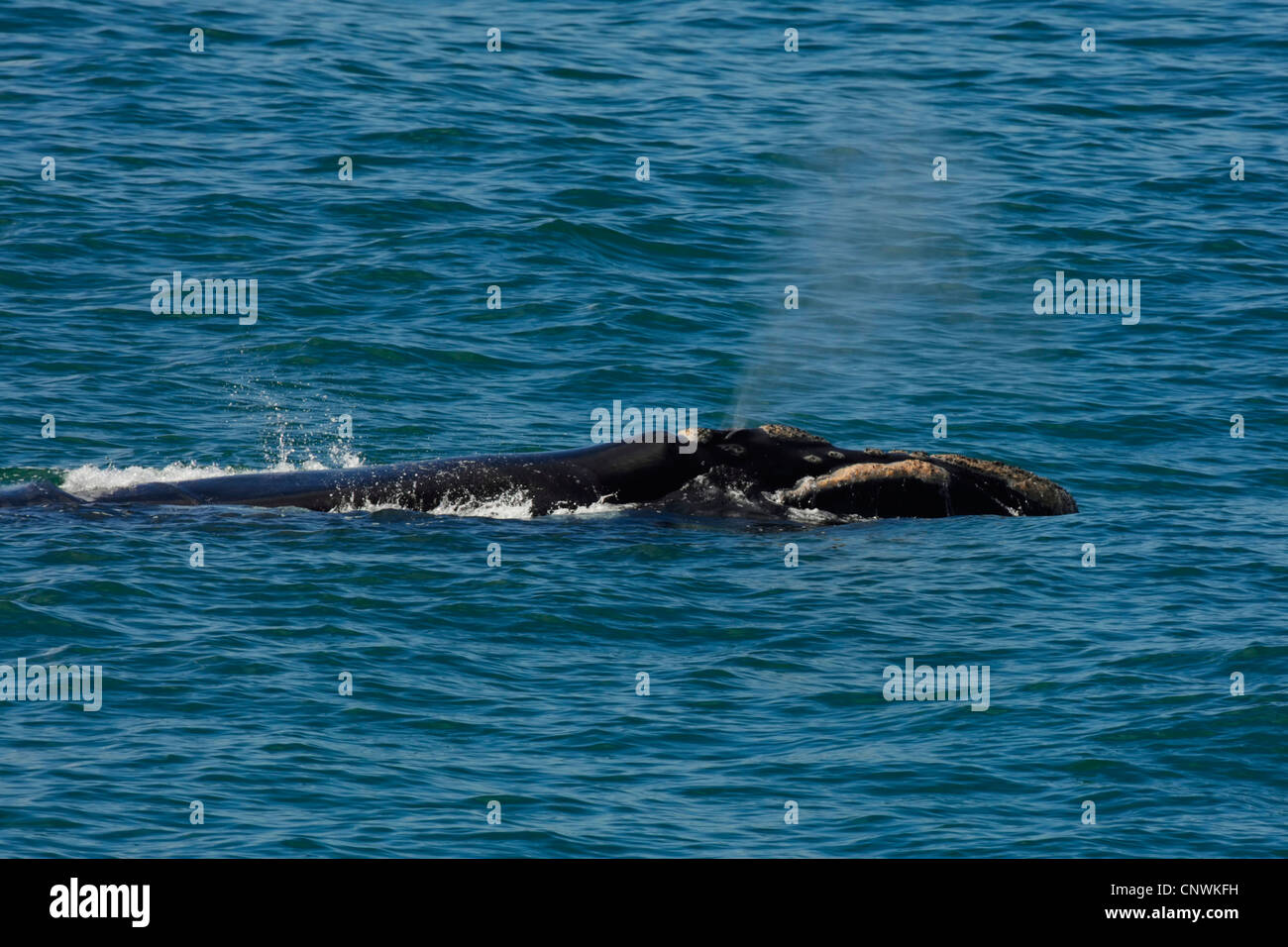 southern right whale (Eubalaena australis, Balaena glacialis australis), swimming at the water surface expelling blow, South Africa, Western Cape Stock Photo