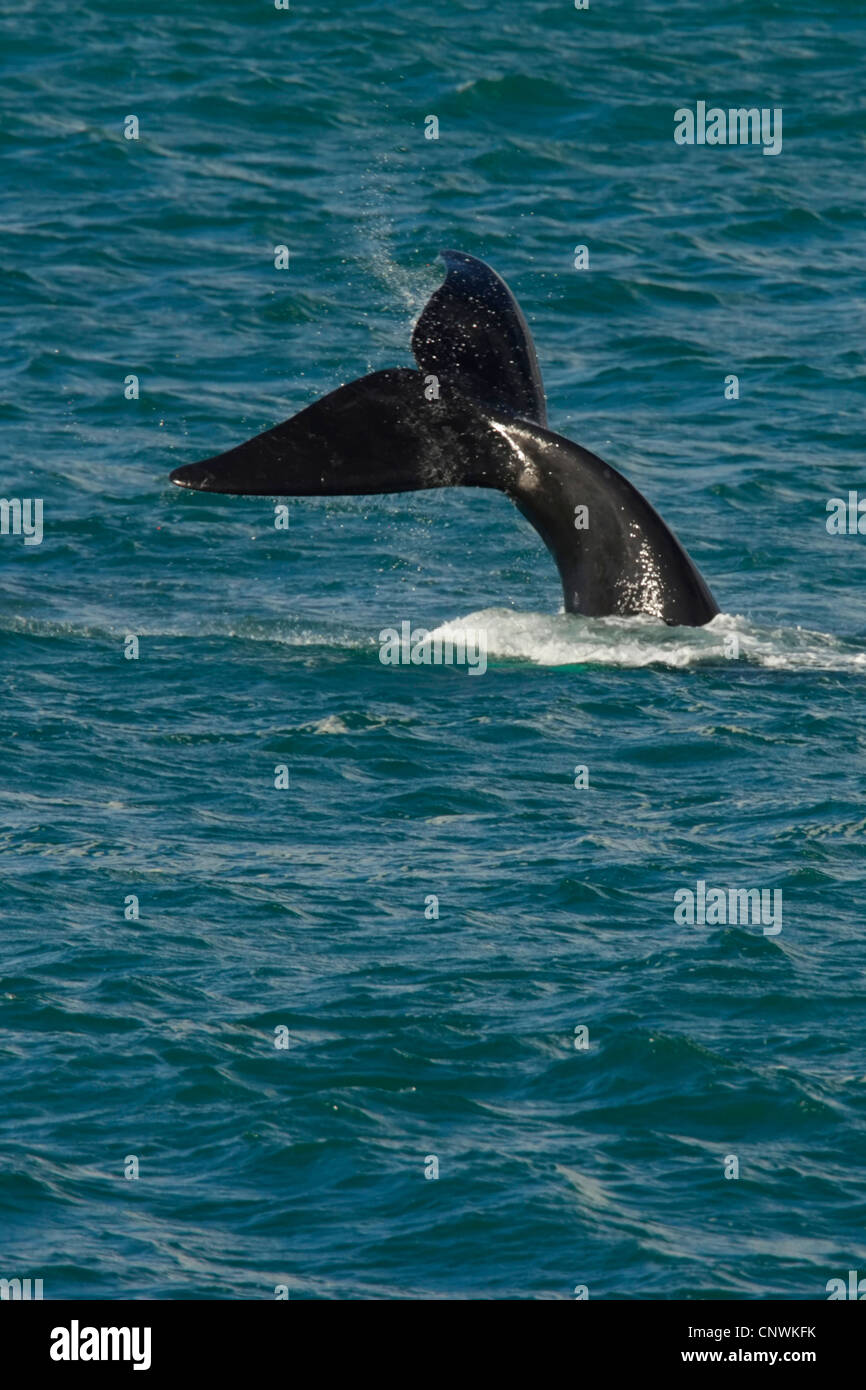 southern right whale (Eubalaena australis, Balaena glacialis australis), fluke of a diving whale sticking out of the water, South Africa, Western Cape Stock Photo