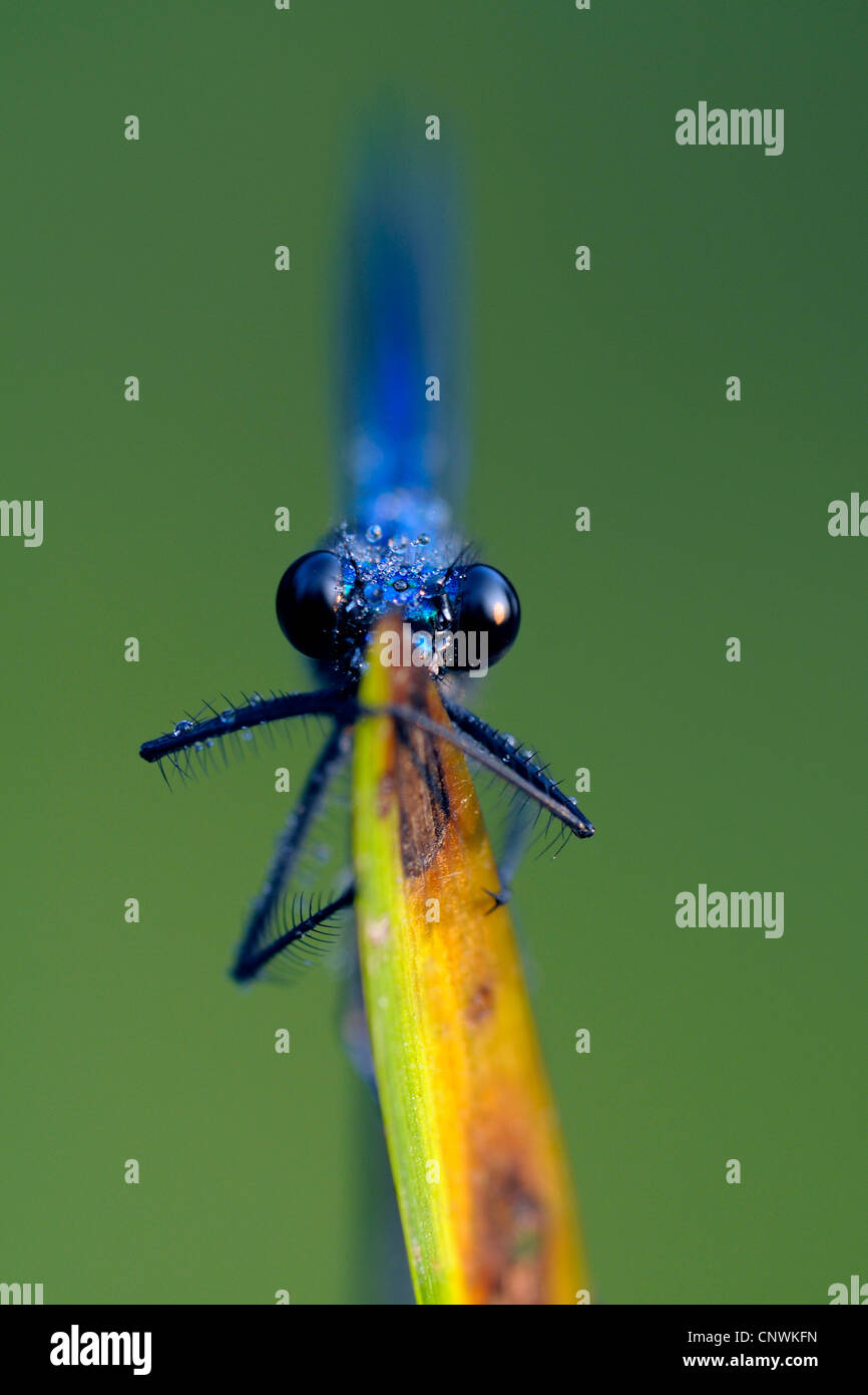 banded blackwings, banded agrion, banded demoiselle (Calopteryx splendens, Agrion splendens), male at a blade of reed, covered with drops of morning dew , Germany, North Rhine-Westphalia Stock Photo