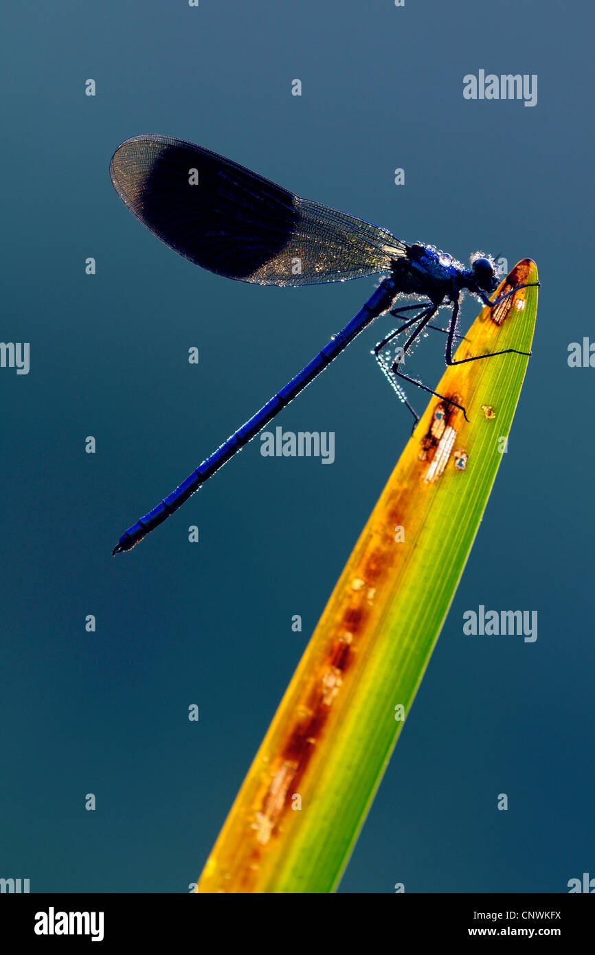 banded blackwings, banded agrion, banded demoiselle (Calopteryx splendens, Agrion splendens), male at a blade of reed, covered with drops of morning dew , Germany, North Rhine-Westphalia Stock Photo