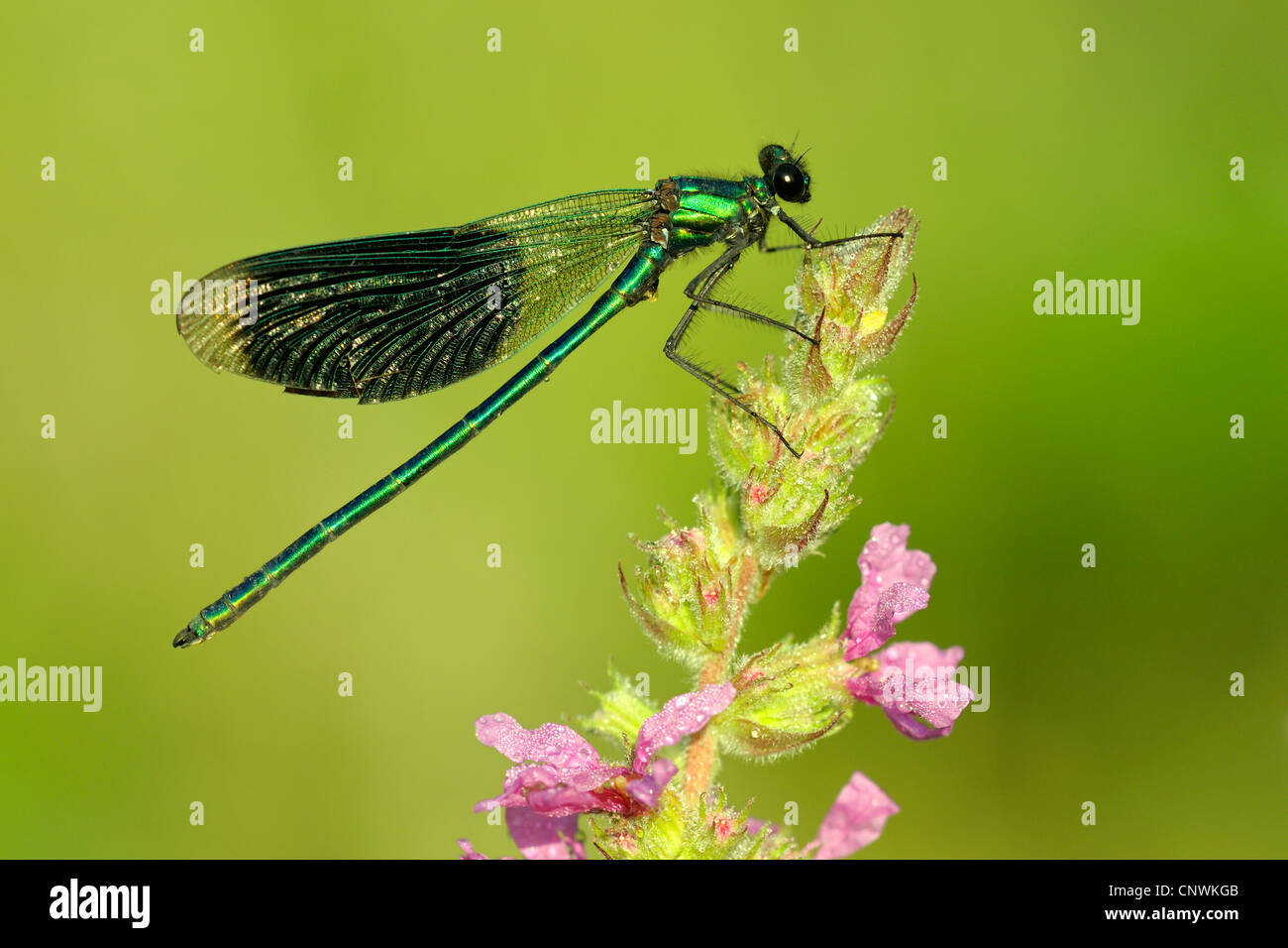 banded blackwings, banded agrion, banded demoiselle (Calopteryx splendens, Agrion splendens), male covered with drops of morning dew sitting on purple loosestrife, Germany, North Rhine-Westphalia Stock Photo