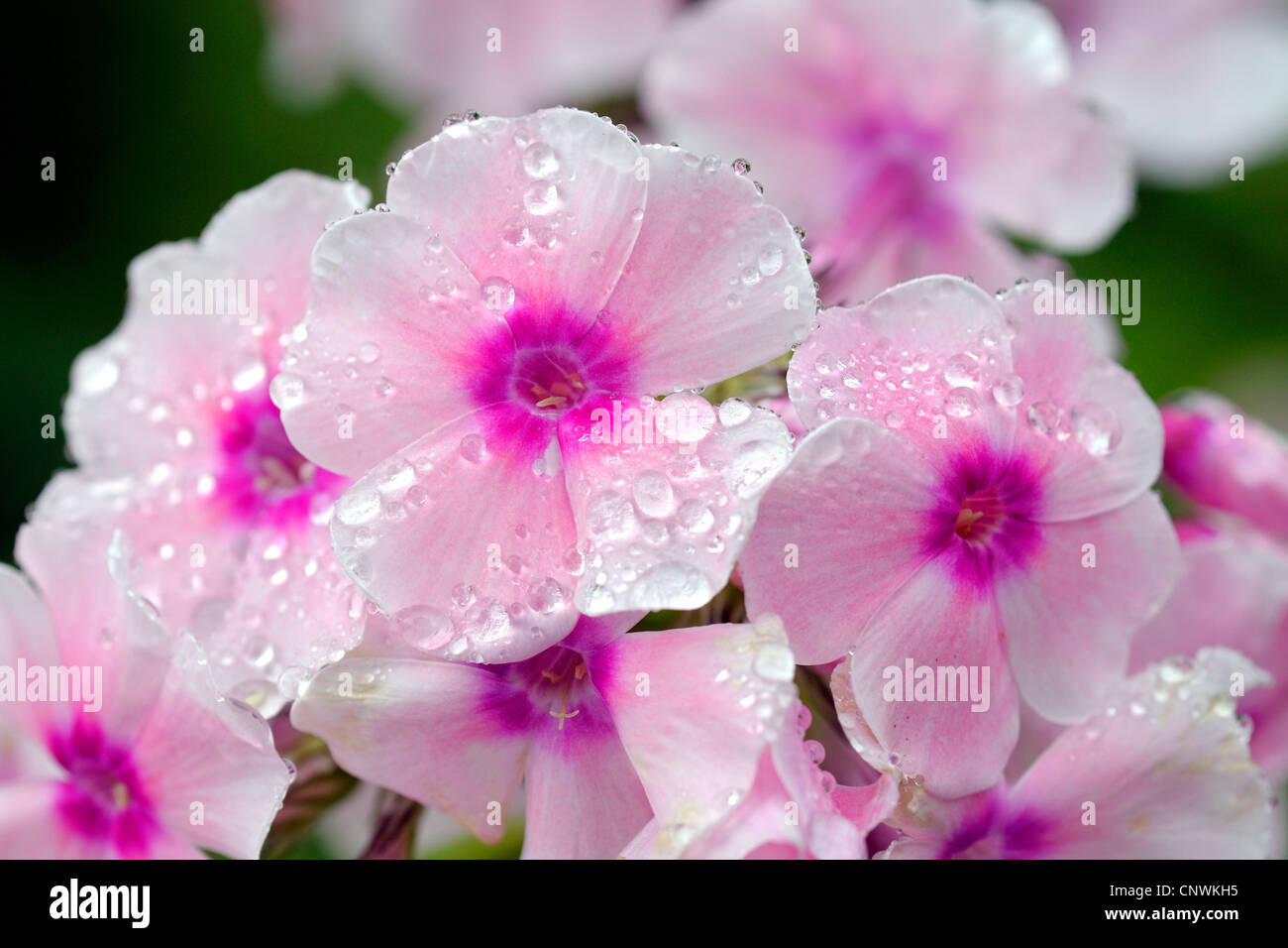 fall phlox, garden phlox (Phlox paniculata), flowers Stock Photo