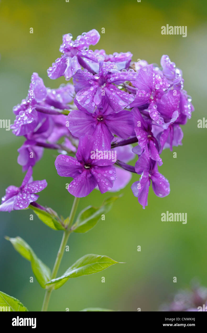 fall phlox, garden phlox (Phlox paniculata), flowers Stock Photo