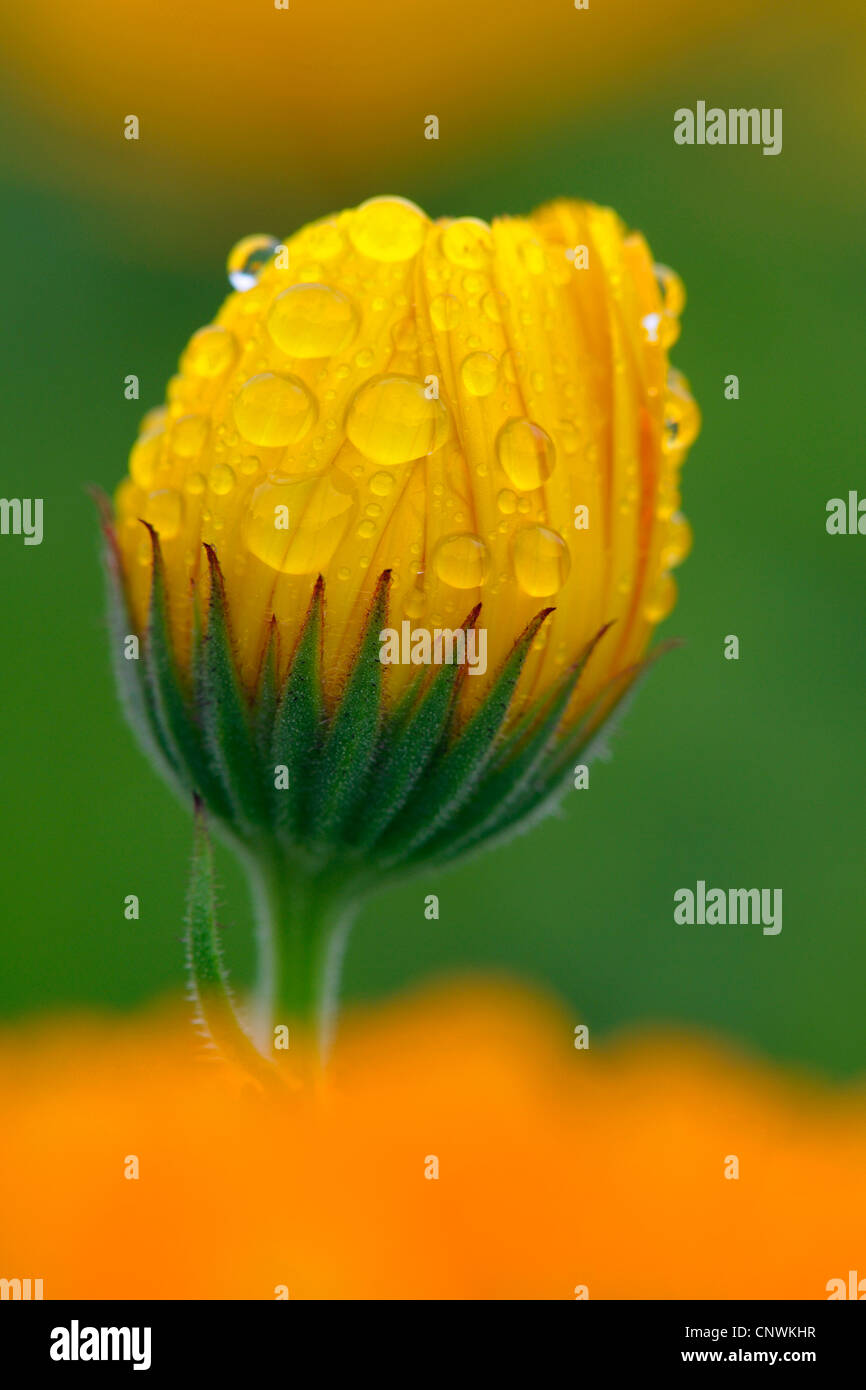 garden-pot marigold (Calendula officinalis), inflorescence in bud with water drops Stock Photo