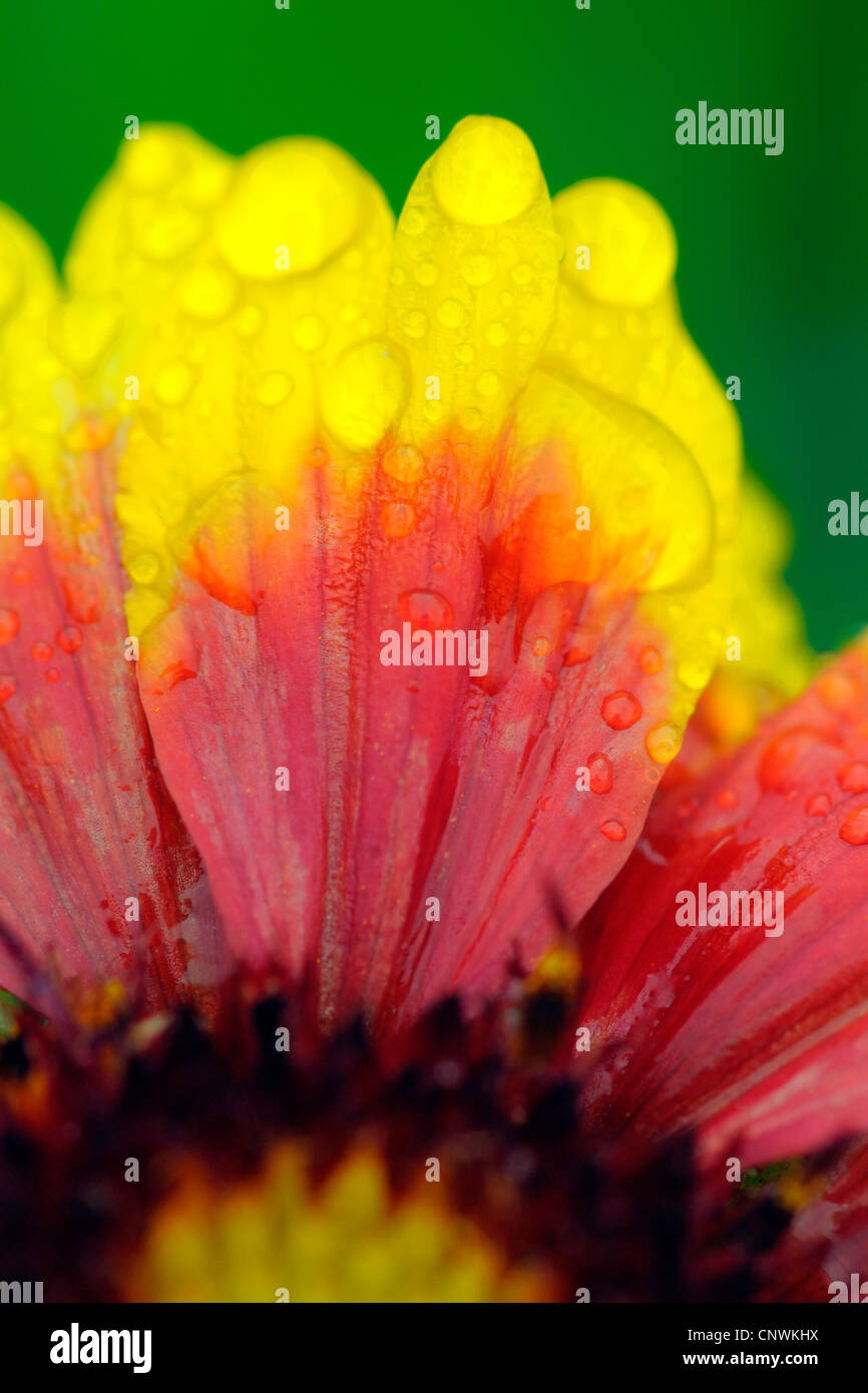 Annual Gaillardia, Firewheel, blanket flower, great blanket-flower, fire-wheel blanket-flower (Gaillardia pulchella), flower with water drops Stock Photo