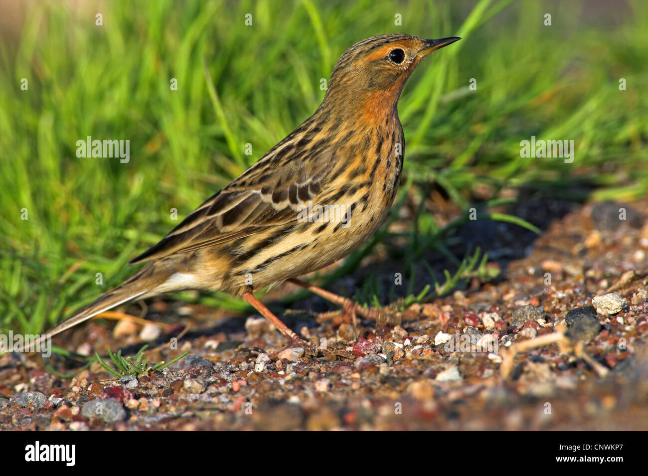 red-throated pitpit (Anthus cervinus), sitting on the ground, Greece, Lesbos, Greece, Lesbos Stock Photo