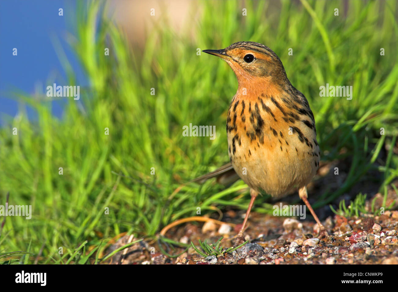 red-throated pitpit (Anthus cervinus), sitting on the ground, Greece, Lesbos Stock Photo