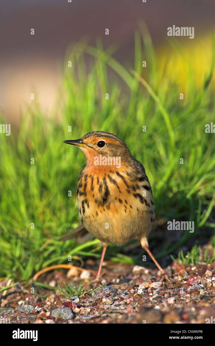 red-throated pitpit (Anthus cervinus), sitting on the ground, Greece, Lesbos Stock Photo