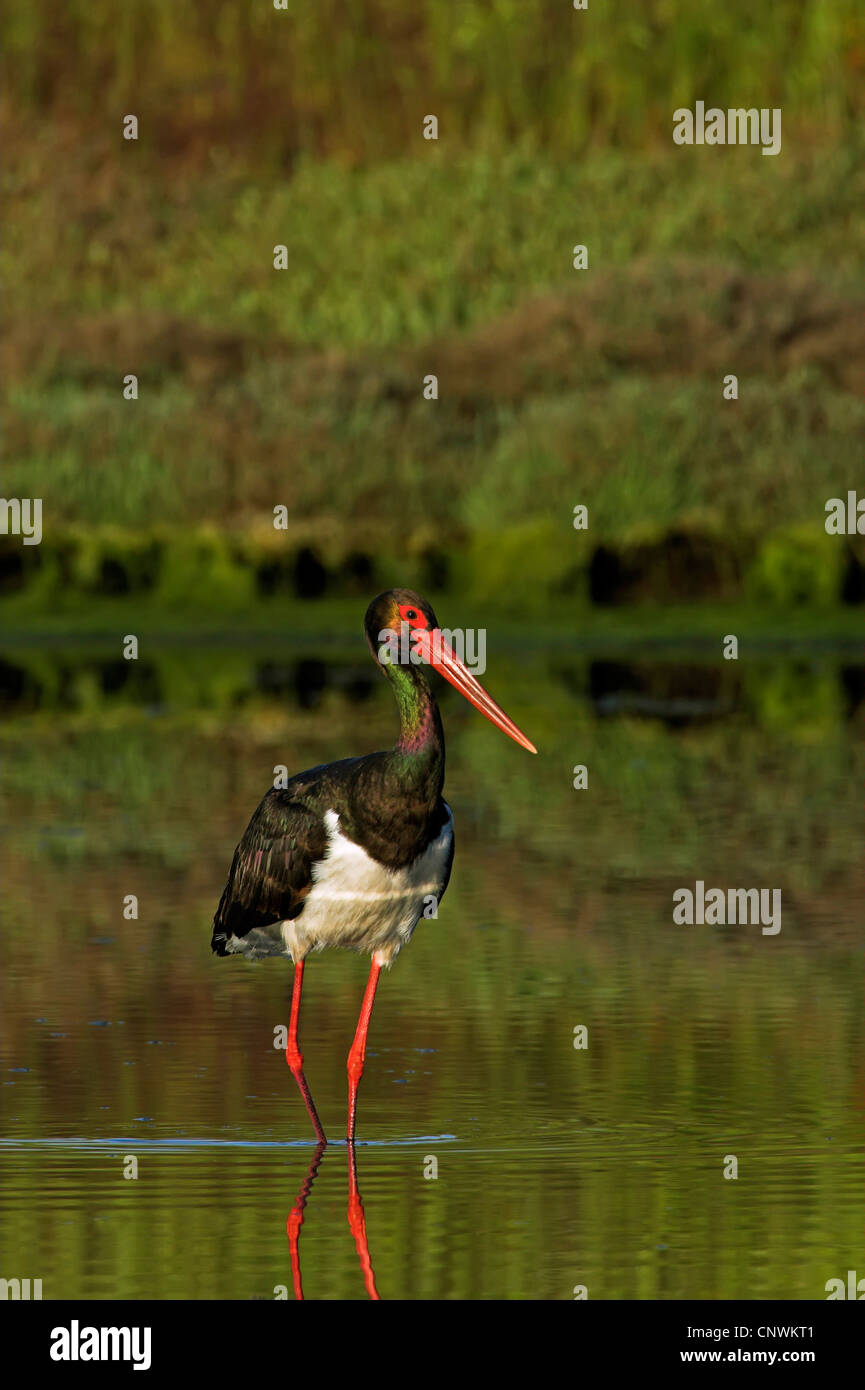black stork (Ciconia nigra), stalking in quiet shallow water, Greece, Lesbos Stock Photo