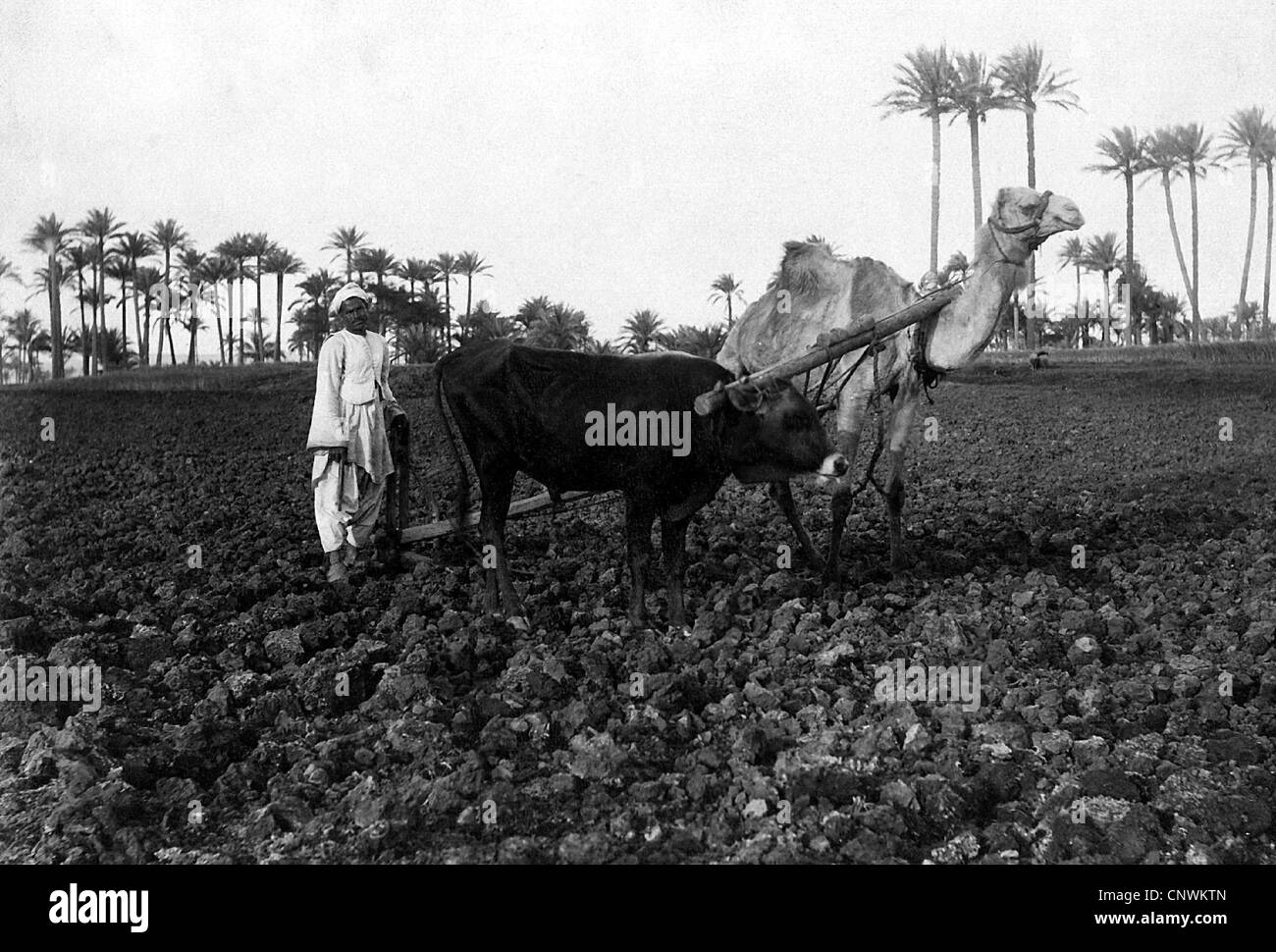 geography / travel, Egypt, agriculture, plow with buffalo and dromedary, 1895, Additional-Rights-Clearences-Not Available Stock Photo