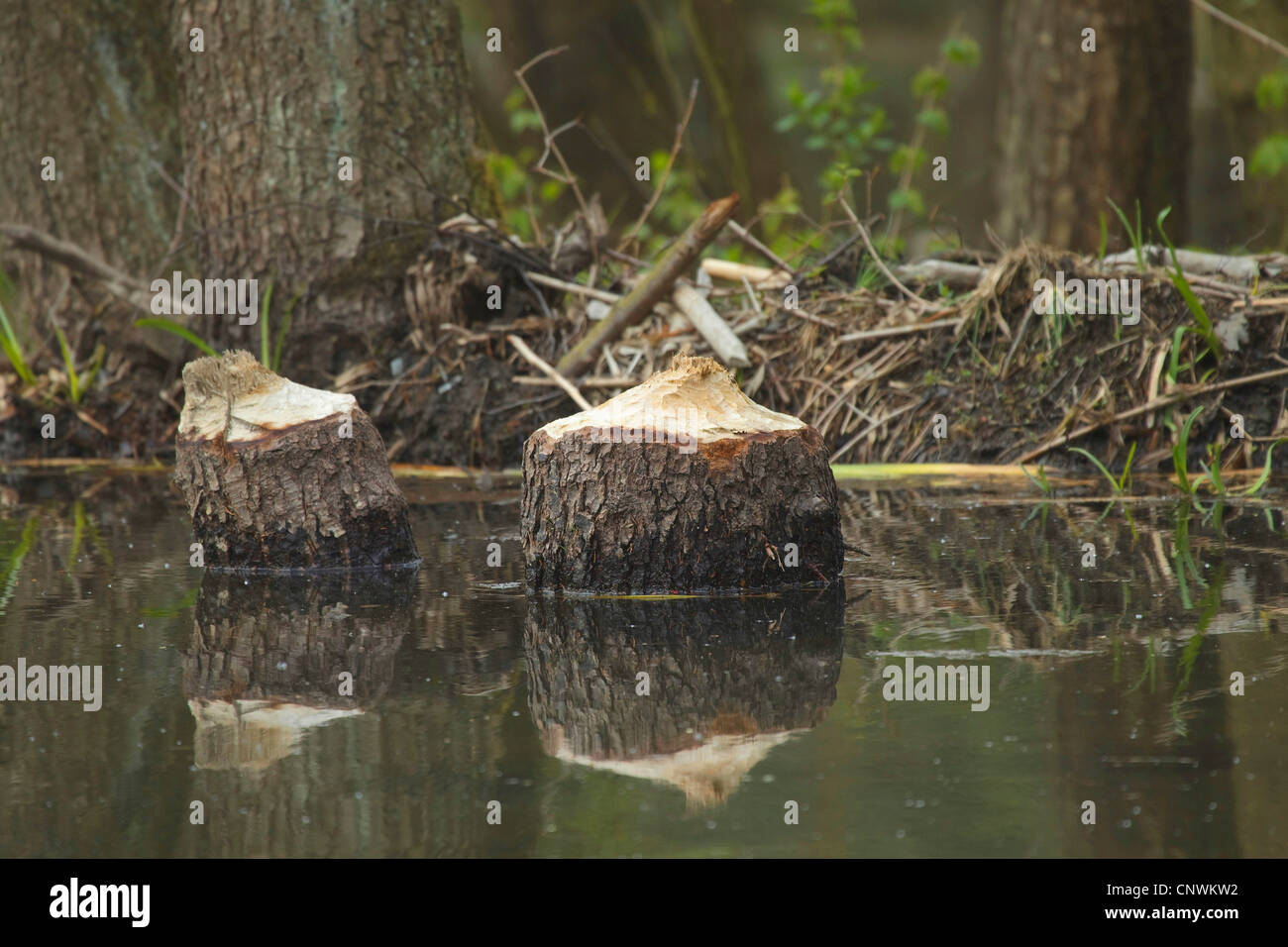 Eurasian beaver, European beaver (Castor fiber), gnawed tree trunk ...