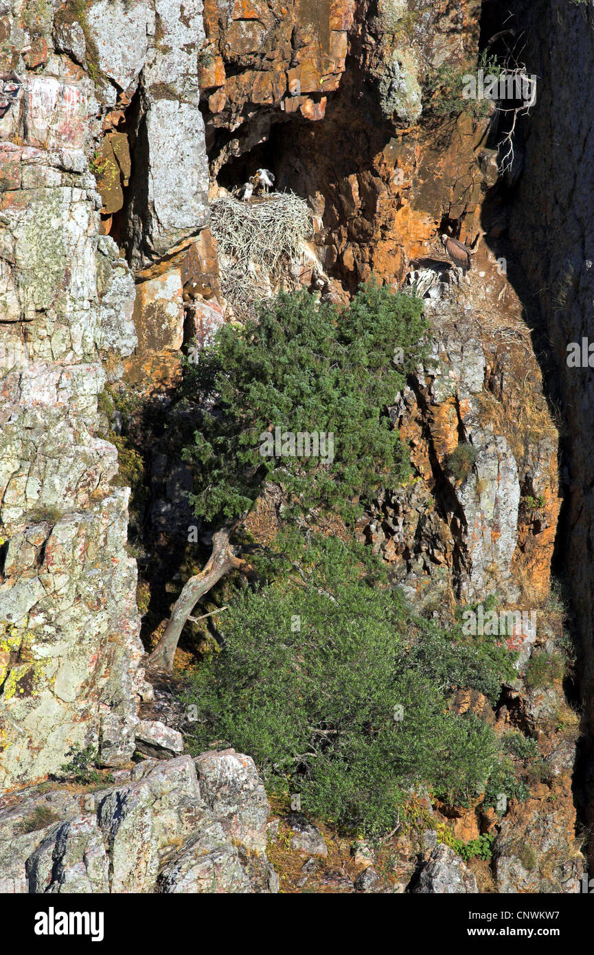 black stork (Ciconia nigra), nest in a steep rock wall with adult and juvenile, Spain, Extremadura Stock Photo