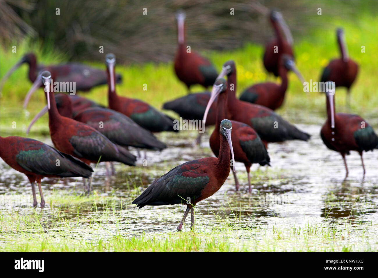 glossy ibis (Plegadis falcinellus), group standing in water, Greece, Lesbos, Sheepfields Stock Photo