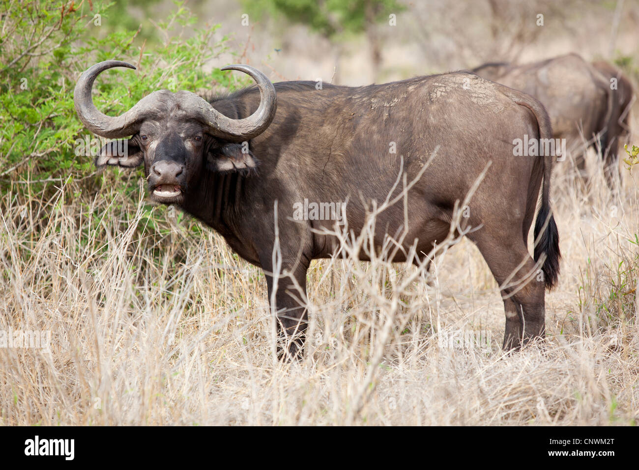 A Large Cape Buffalo Amongst Its Herd At Kruger National Park South a-large-cape-buffalo-amongst-its-herd-at-kruger-national-park-south