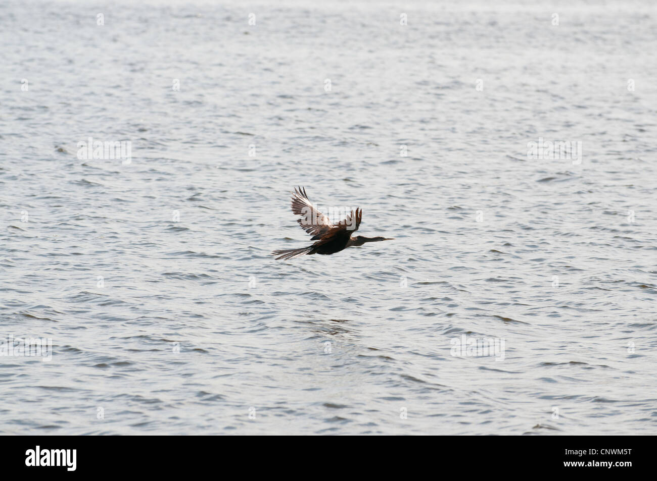 Anhinga (American Darter) flying over the everglades Stock Photo
