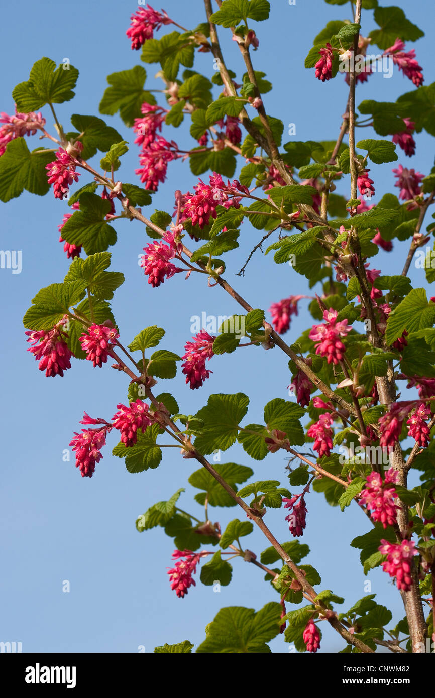 blood currant, red-flower currant, red-flowering currant (Ribes sanguineum), blooming Stock Photo