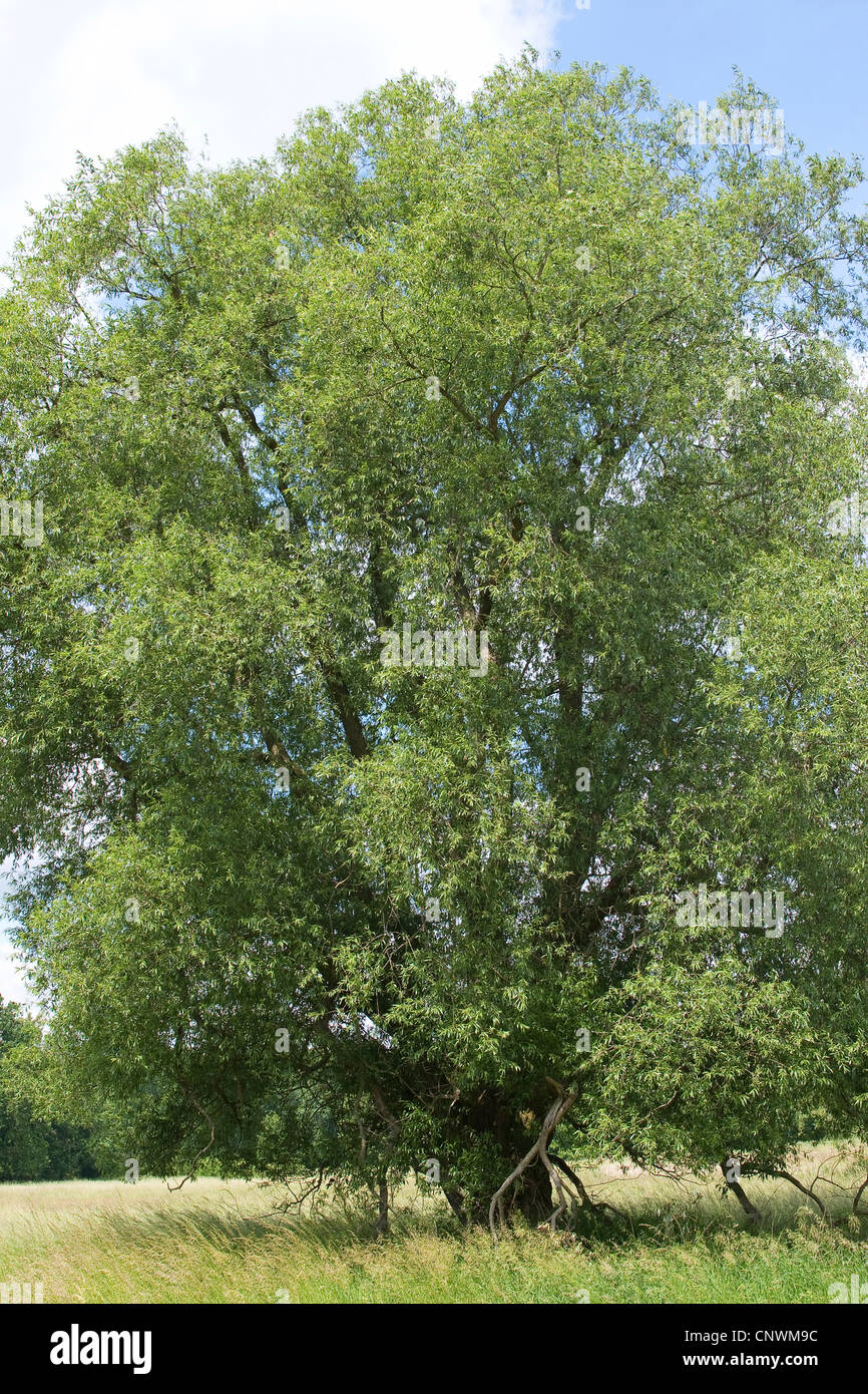 crack willow (Salix fragilis), single tree, Germany Stock Photo - Alamy
