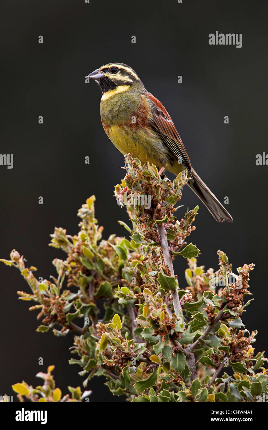cirl bunting (Emberiza cirlus), sitting at the top of a bush, Greece, Lesbos Stock Photo