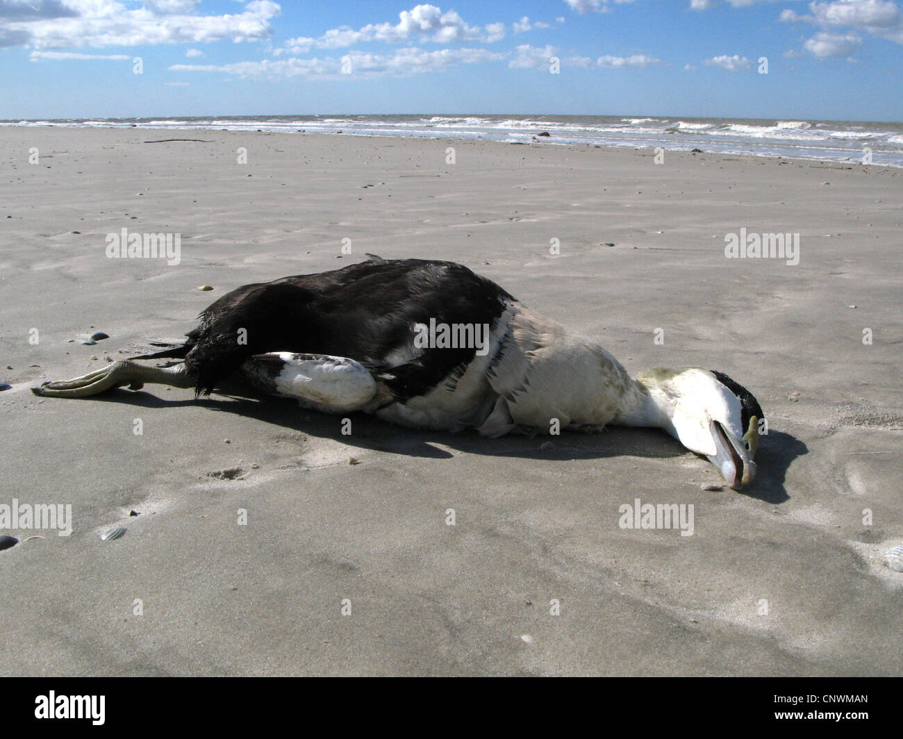 common eider (Somateria mollissima), dead bird lying on the sand beach at ebb tide, Germany Stock Photo