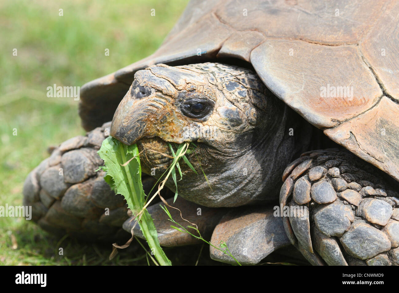 Asian giant tortoise, Asian brown tortoise, Burmese brown tortoise (Geochelone emys, Manouria emys), portrait with food in the beak Stock Photo