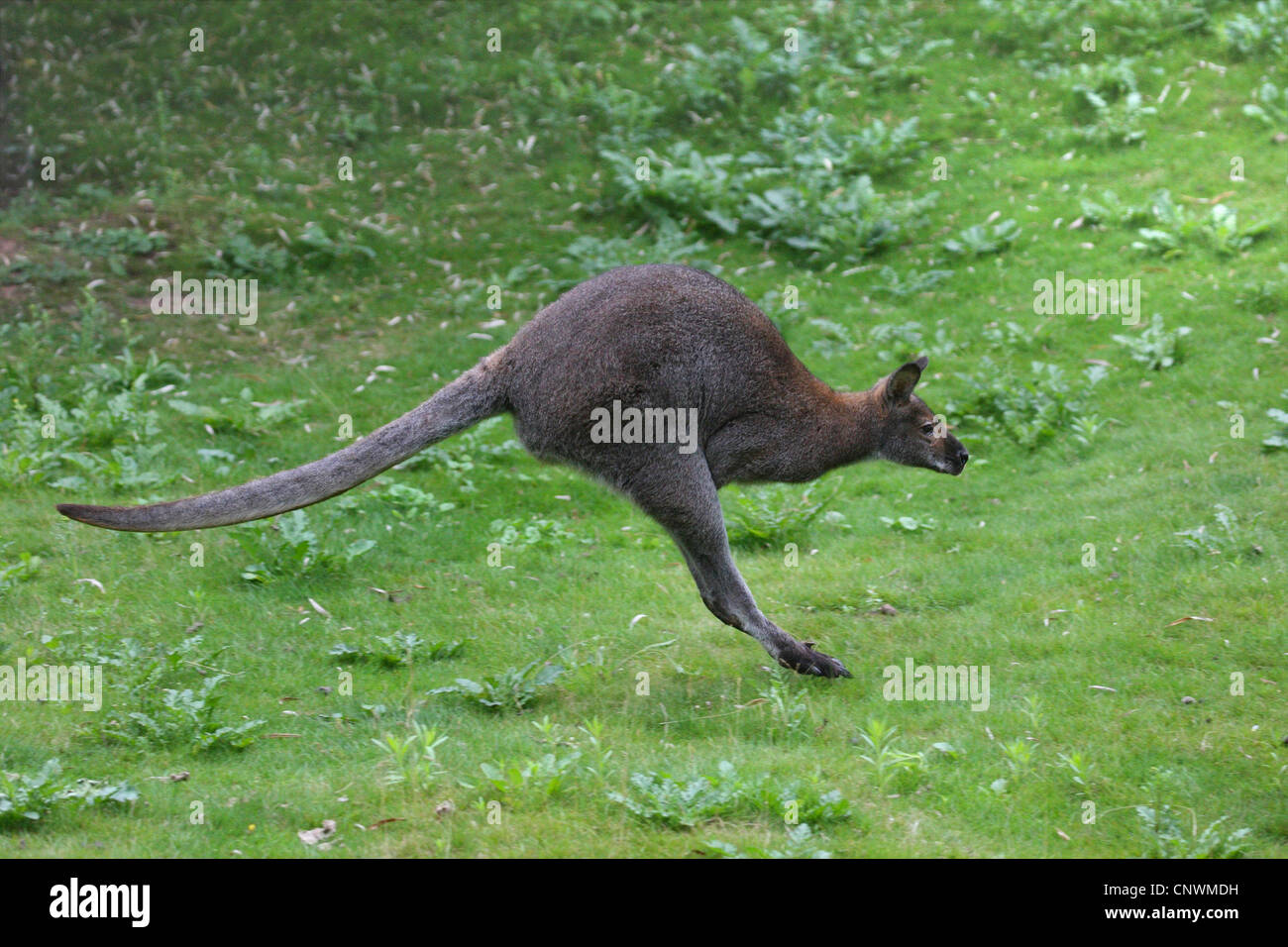 red-necked wallaby, Bennett's Wallaby (Macropus rufogriseus, Wallabia rufogrisea), jumping, Australia Stock Photo