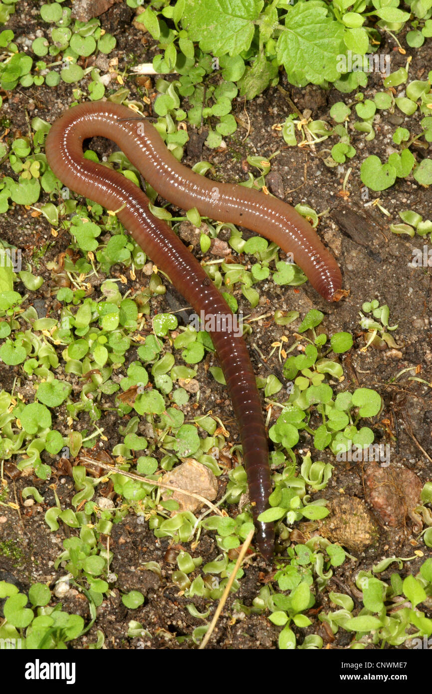 common earthworm, earthworm; lob worm, dew worm, squirreltail worm, twachel (Lumbricus terrestris), on moist ground Stock Photo