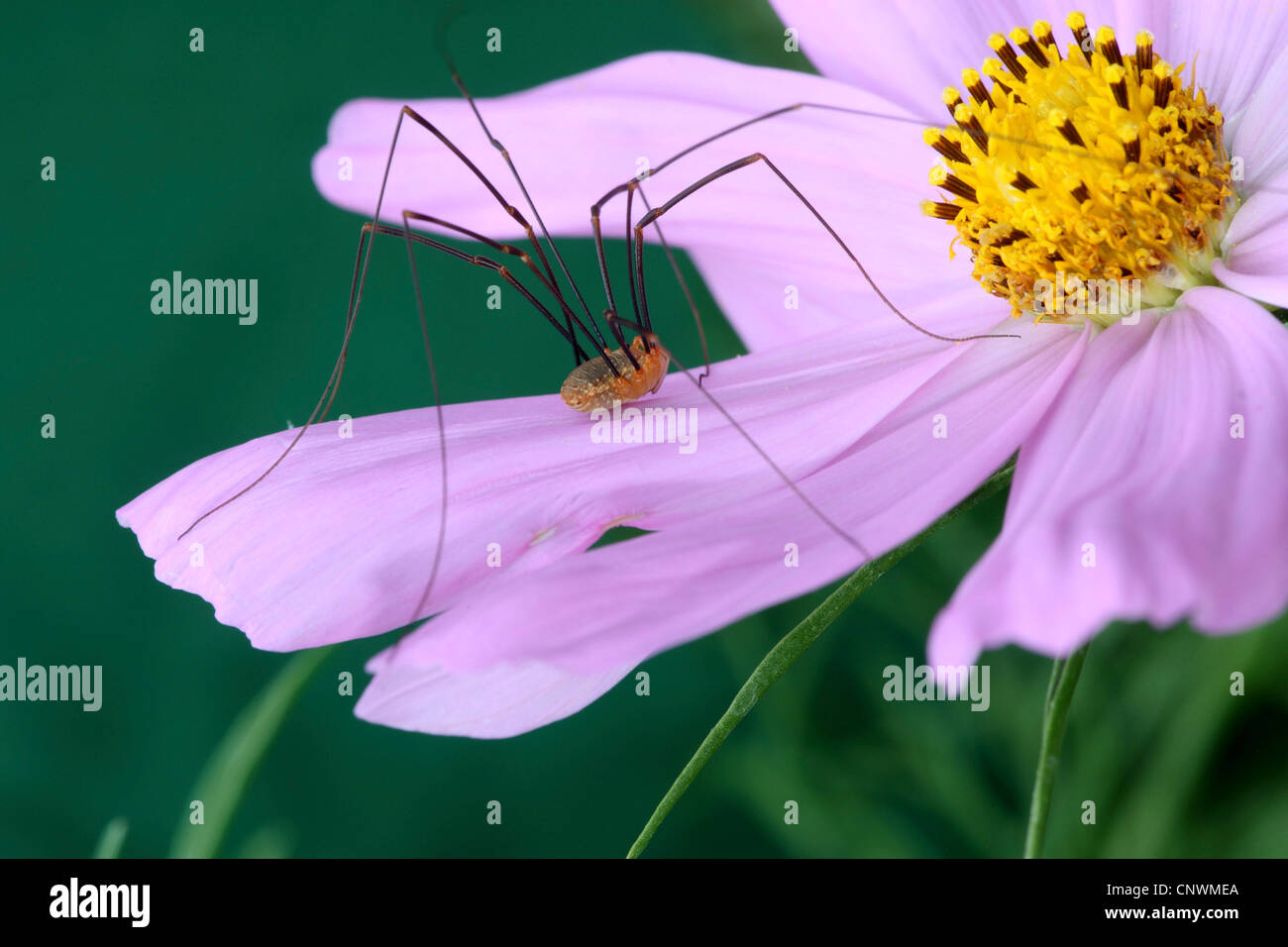 harvestman on the flower of Mexican Aster Stock Photo