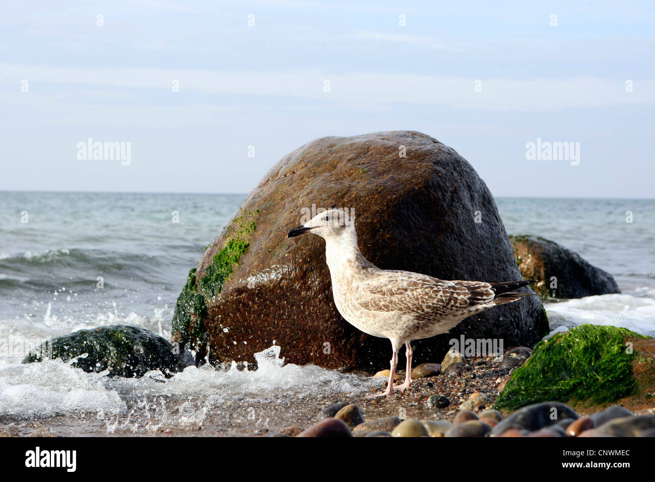 herring gull (Larus argentatus), standin at the beach sheltered from the surf by a rock, Germany, Mecklenburg-Western Pomerania, Baltic Sea Stock Photo