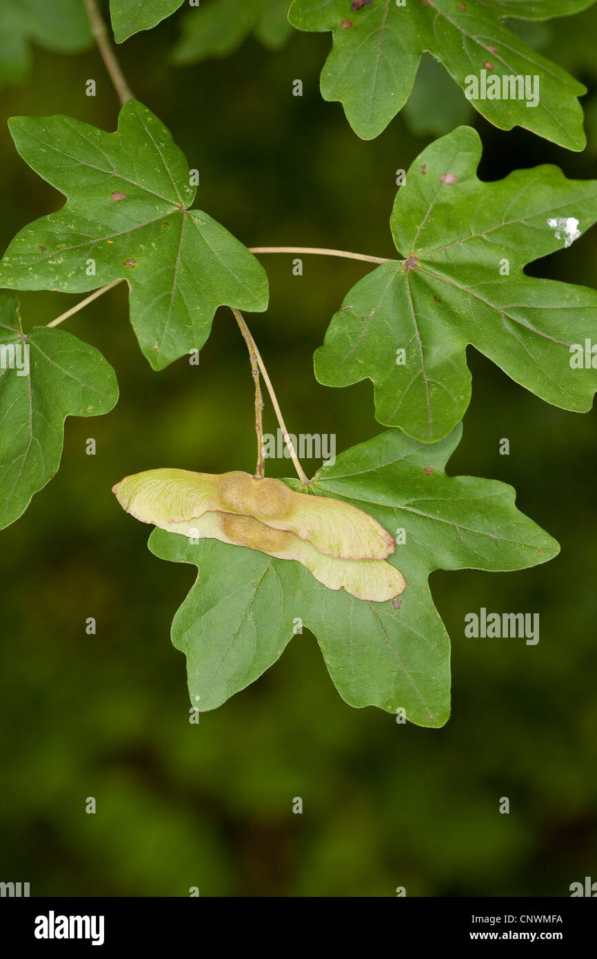 field maple, common maple (Acer campestre), fruits and leaf, Germany Stock Photo