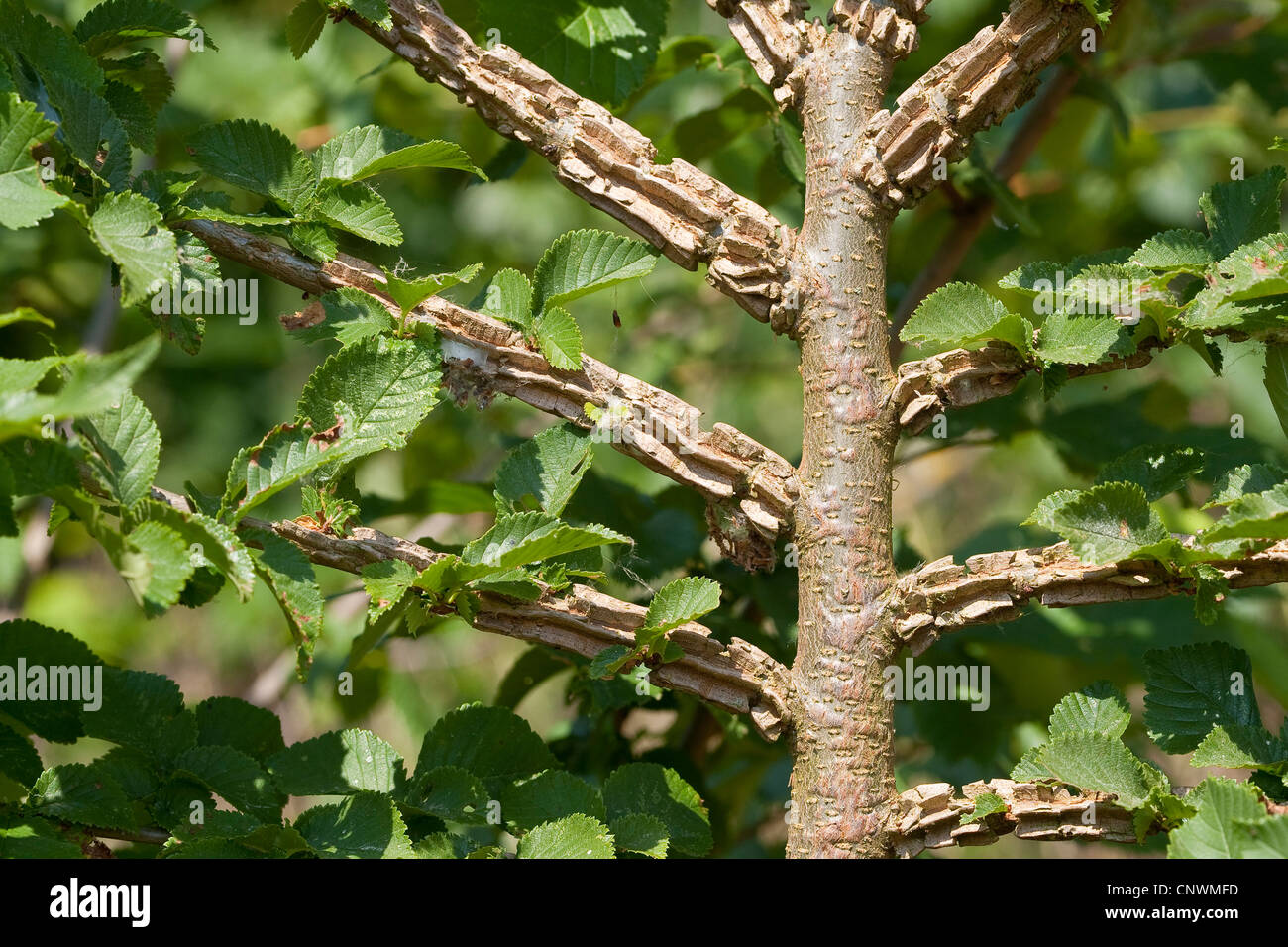 smooth-leaf elm (Ulmus minor, Ulmus campestris, Ulmus carpinifolia), branch with cork ledges, Germany Stock Photo