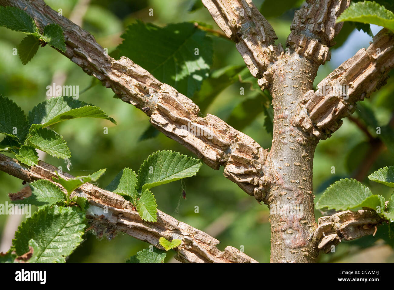 smooth-leaf elm (Ulmus minor, Ulmus campestris, Ulmus carpinifolia), branch with cork ledges, Germany Stock Photo