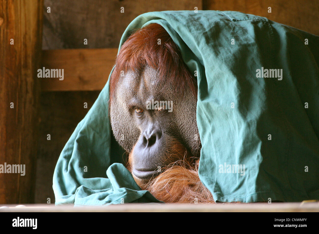 Sumatran orangutan (Pongo pygmaeus abelii, Pongo abelii), with the working cloth of a stockman laid on the head Stock Photo