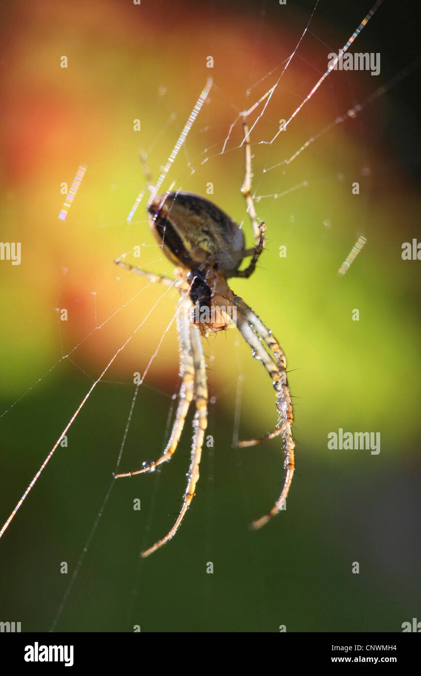 spiders (Araneae), sitting in the net Stock Photo