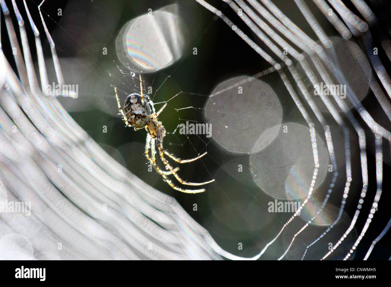 spiders (Araneae), sitting in the net Stock Photo