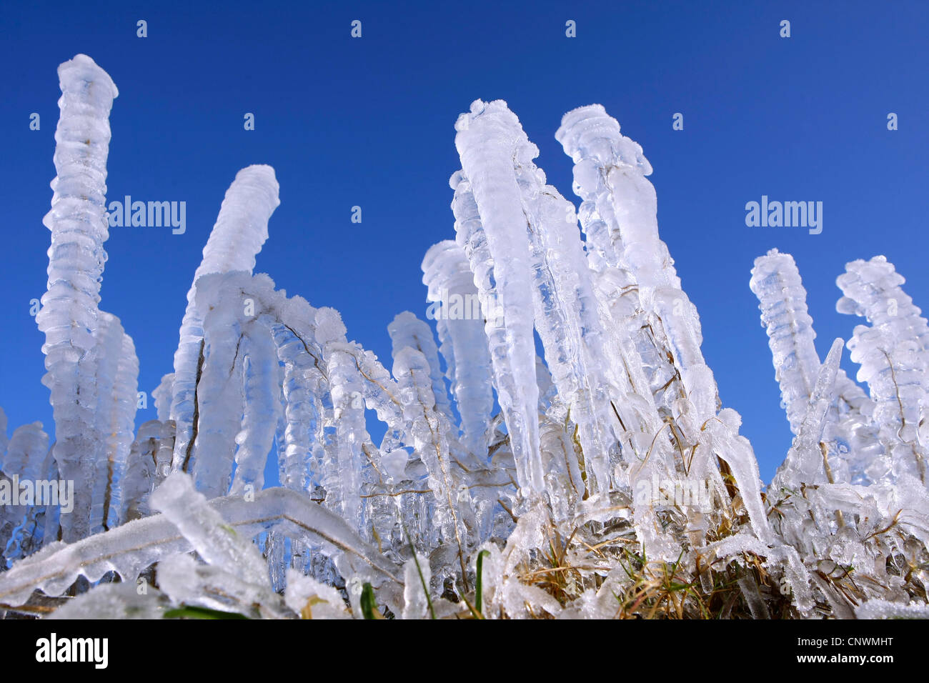 completely icy blades of grass in front of blue sky Stock Photo