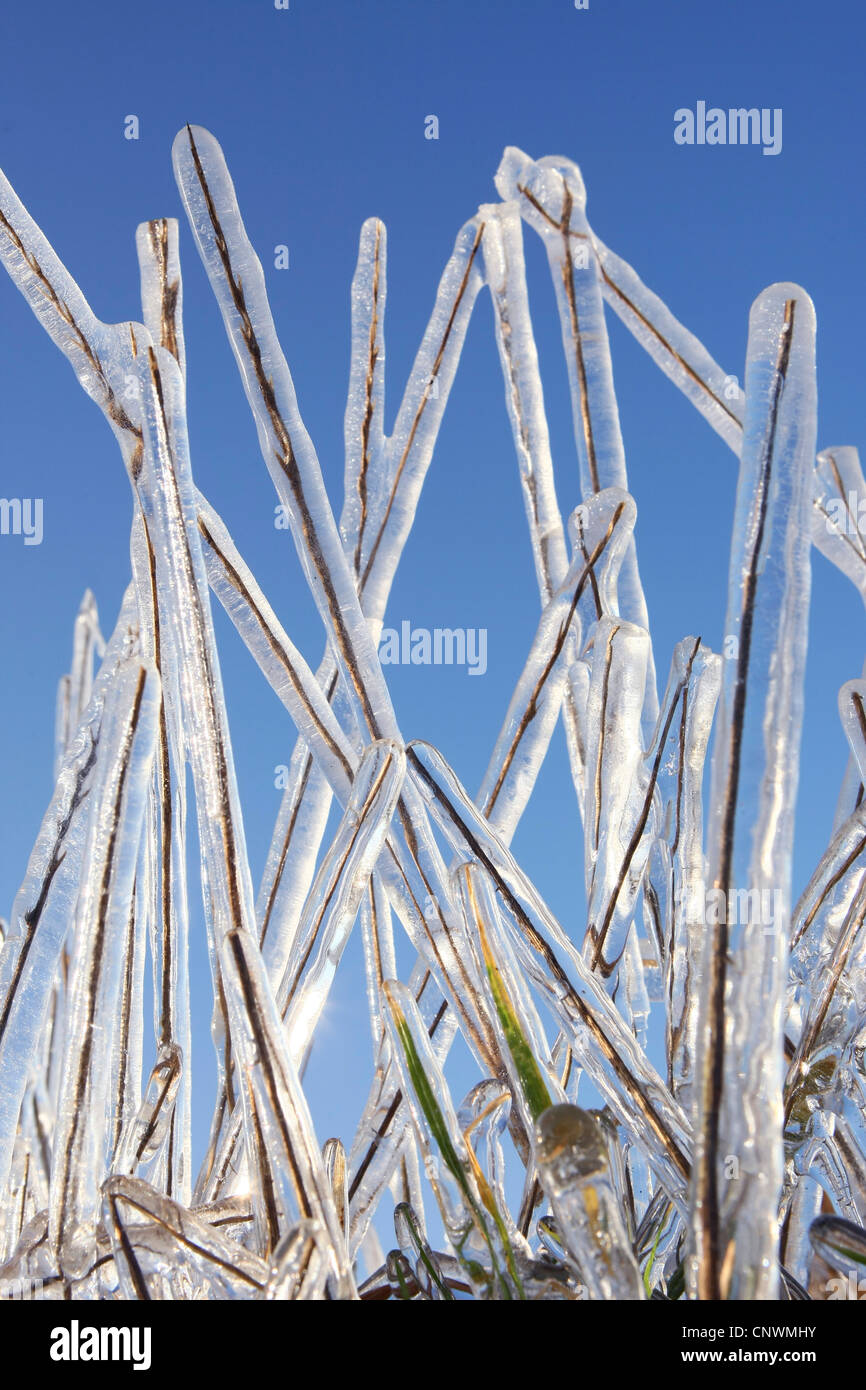 completely icy blades of grass in front of blue sky Stock Photo