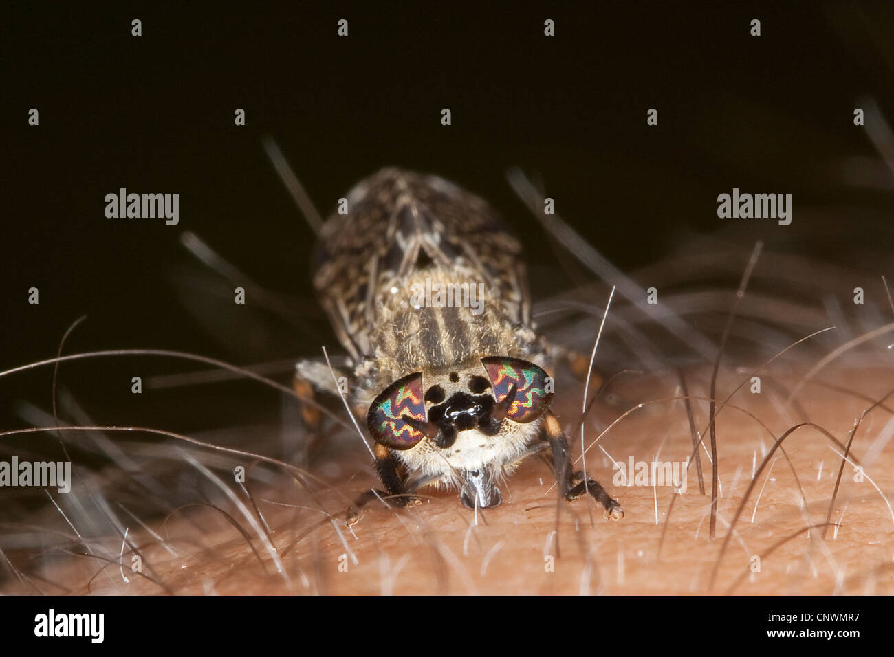 Horsefly bite hi-res stock photography and images - Alamy