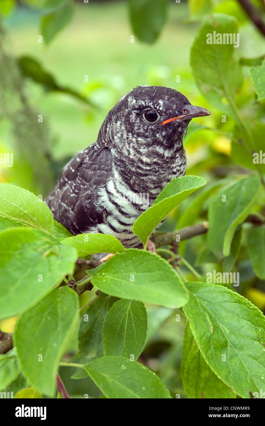 Eurasian cuckoo (Cuculus canorus), fullyfledged juvenile sitting on a