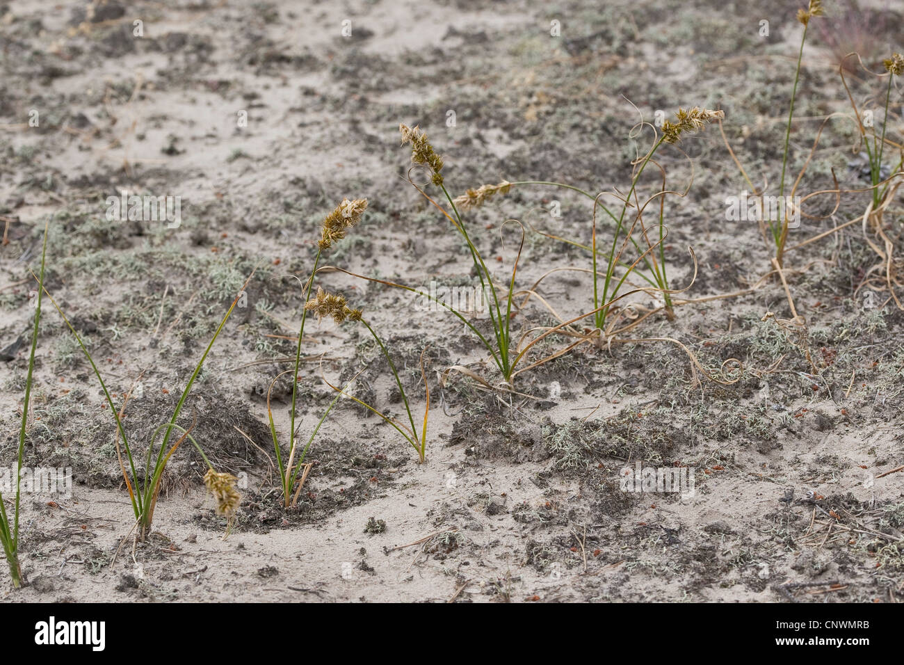 sand sedge (Carex arenaria), growing on a dune, Germany, Schleswig Stock Photo