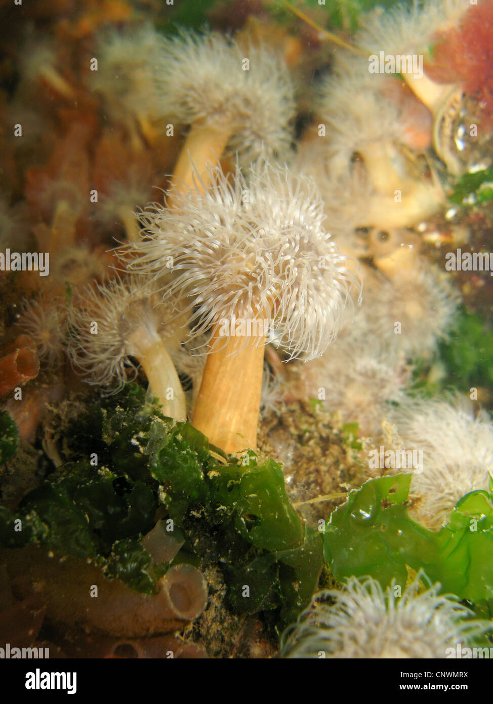clonal plumose anemone, frilled anemone, plumose sea anemone, brown sea anemone, plumose anemone (Metridium senile), colony Stock Photo
