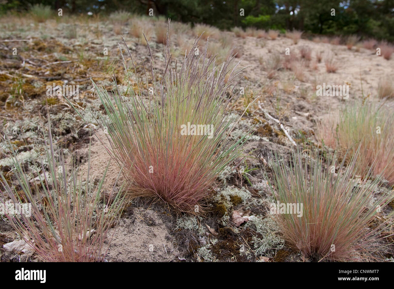 grey hair-grass (Corynephorus canescens), blooming on a dune, Germany Stock Photo