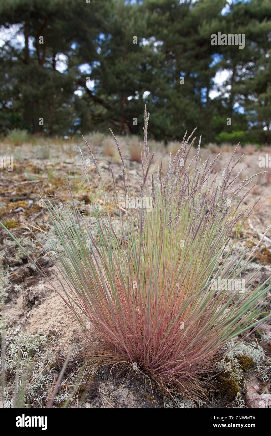 grey hair-grass (Corynephorus canescens), blooming on a dune, Germany Stock Photo