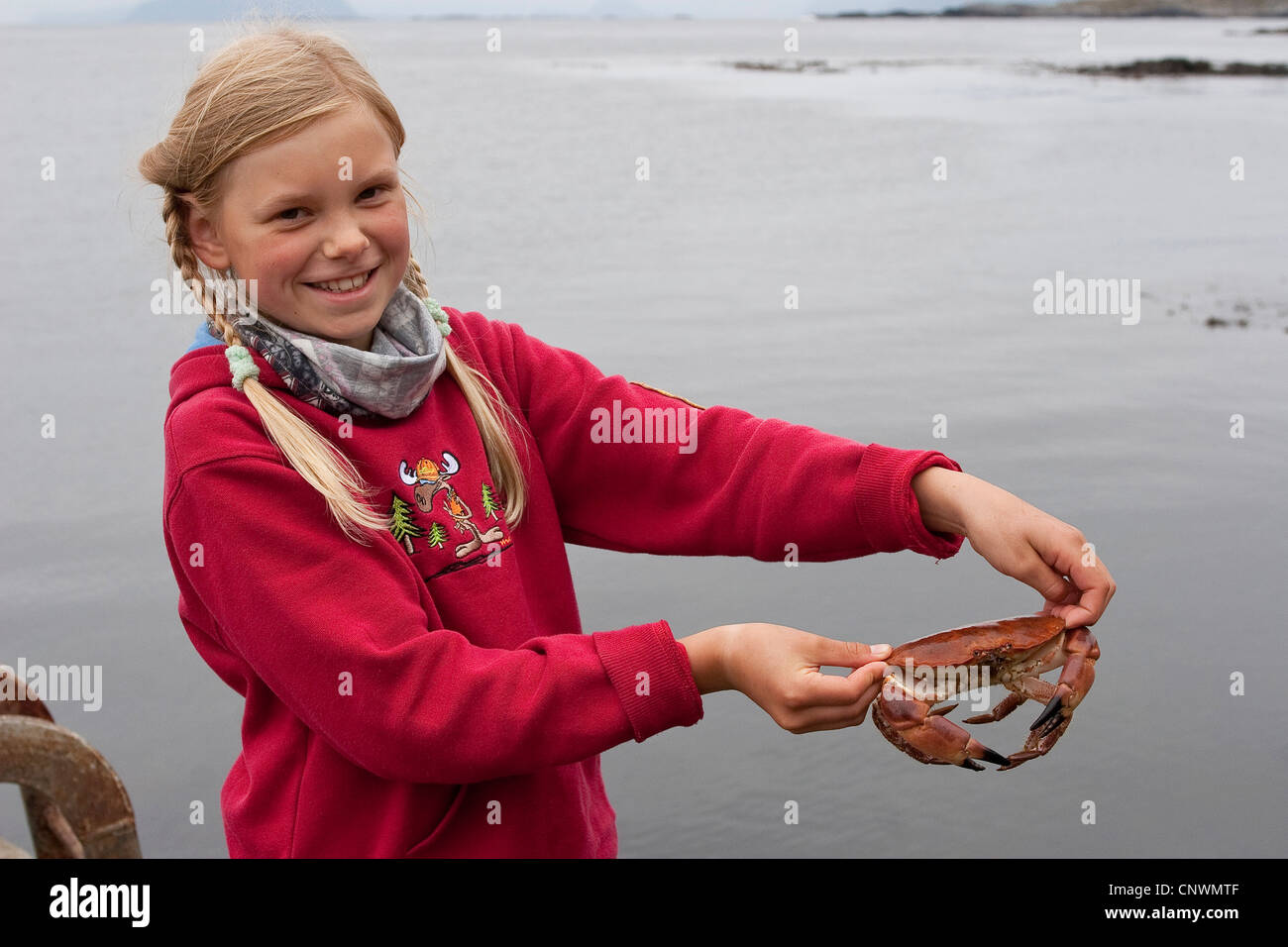 European edible crab (Cancer pagurus), girl at the North Sea coast holding an animal in hands with a smile, Germany, North Sea Stock Photo