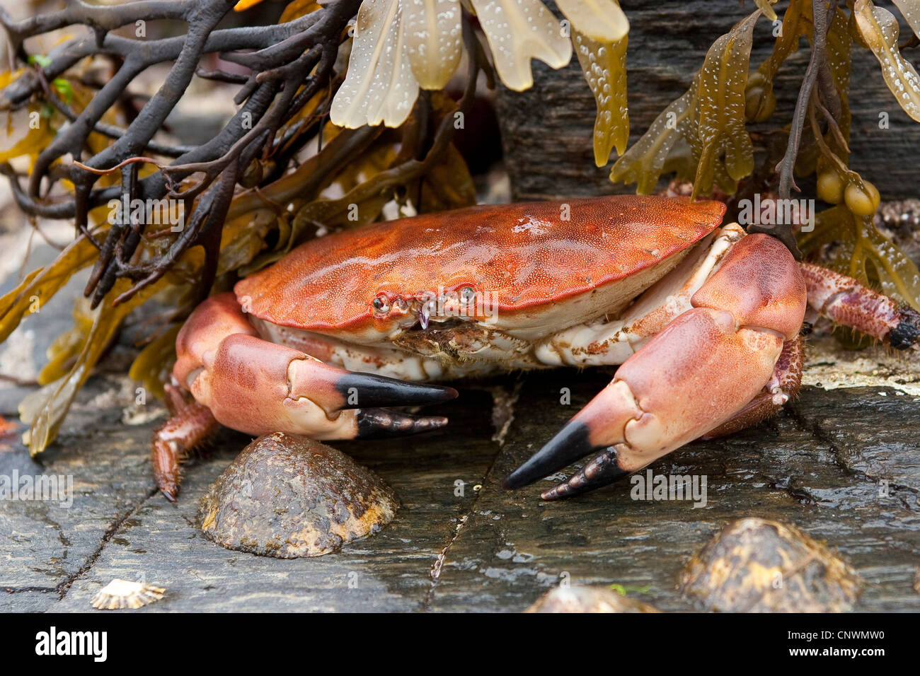 European edible crab (Cancer pagurus), sitting on wet rock among seaweed, Germany Stock Photo