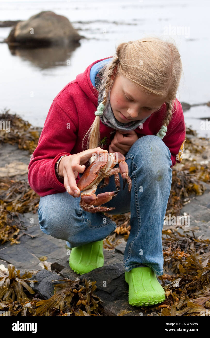 European edible crab (Cancer pagurus), girl kneeing at the North Sea coast holding an animal in hands, Germany, North Sea Stock Photo