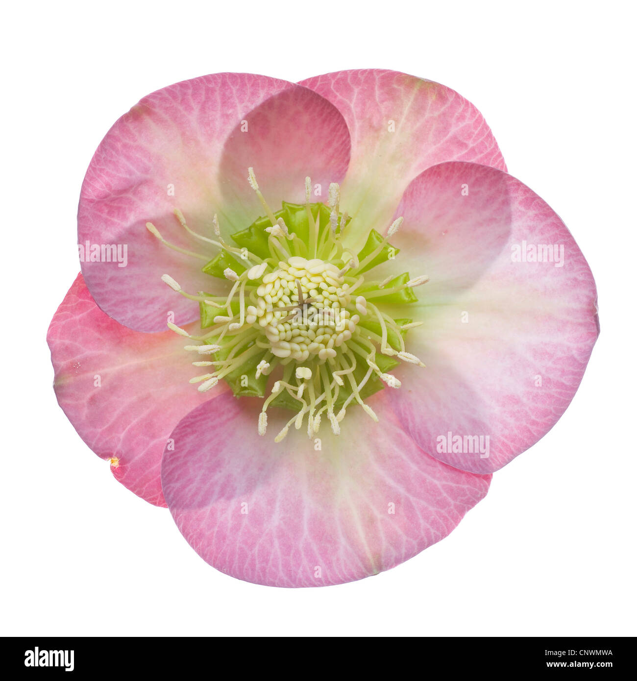 hellebore (Helleborus spec.), cut out of a flower Stock Photo